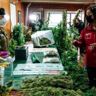 PTA. ARENAS: Corte ratificó decisión de juez y no envió a la cárcel a detenido por cultivo de marihuana
