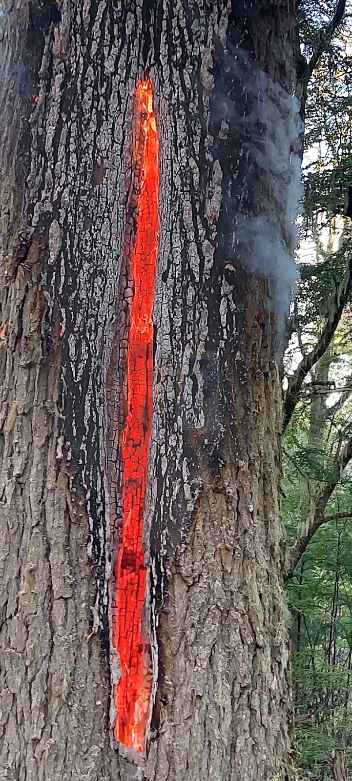 La caída de un rayo provoco un incendio en un árbol