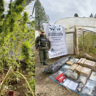 NEUQUÉN: Gendarmería desbarató un vivero de marihuana cerca de Aluminé