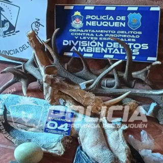 NEUQUÉN: Caza ilegal: secuestraron armas, municiones y fauna silvestre protegida en un allanamiento