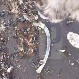 La forense descartó que los huesos hallados en la playa sean restos humanos