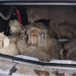 Investigan en Chile el robo sistemático de ganado a 5 estancias fueguinas