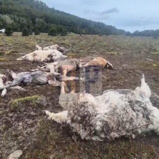 Otra masacre de perros cimarrones: «de todas las llamas que tenía no quedó ni una sola viva»