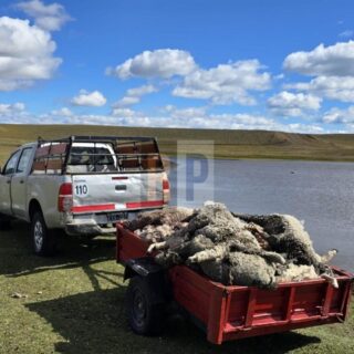 Otra masacre de ganado por los perros asilvestrados en la provincia