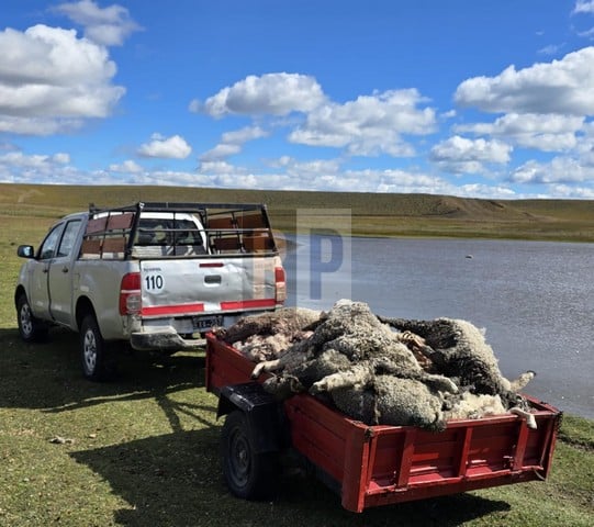 Otra masacre de ganado por los perros asilvestrados en la provincia