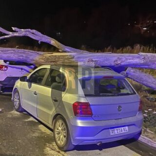 Un árbol cayó sobre dos vehículos ante las fuertes ráfagas de viento en Ushuaia