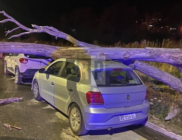 Un árbol cayó sobre dos vehículos ante las fuertes ráfagas de viento en Ushuaia